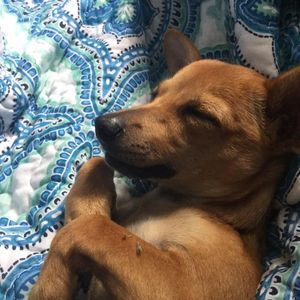 Meet your Posher, Zoey